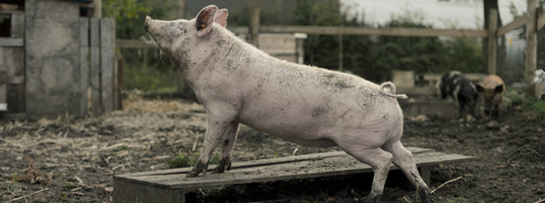 New Pigs on the block 
